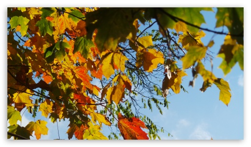 Autumn 2014 11 18 12.15.54 UltraHD Wallpaper for UHD 16:9 ; HD 16:9 ;