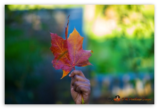 Autumn 2015 moments UltraHD Wallpaper for Fullscreen 3:2 ;