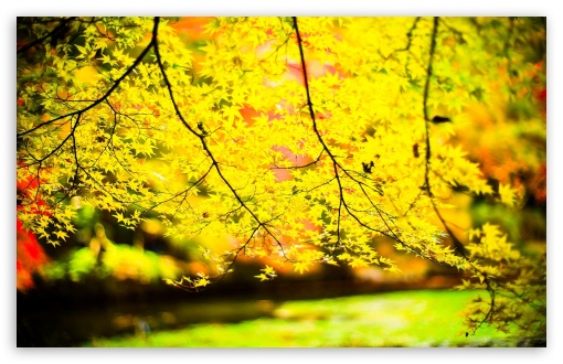 Autumn UltraHD Wallpaper for Widescreen 16:10 ;