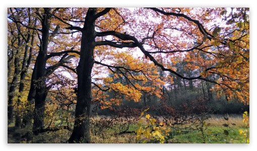 Autumn UltraHD Wallpaper for HD 16:9 ; Tablet 1:1 ; Mobile 9:16 2:3 3:5 3:4 ;