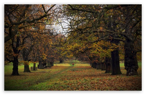 Autumn UltraHD Wallpaper for UHD 16:9 ; HD 16:9 ; UltraWide 21:9 24:10 ; Widescreen 16:10 5:3 ;