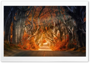 Autumn Aesthetic Ultra HD Wallpaper for 4K UHD Widescreen desktop, tablet & smartphone