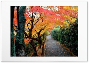 autumn alley Ultra HD Wallpaper for 4K UHD Widescreen desktop, tablet & smartphone