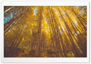 Autumn Aspen Forest Trees Ultra HD Wallpaper for 4K UHD Widescreen desktop, tablet & smartphone