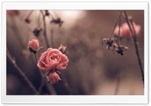 Autumn Blossom Ultra HD Wallpaper for 4K UHD Widescreen desktop, tablet & smartphone
