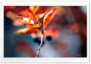 Autumn Blur Ultra HD Wallpaper for 4K UHD Widescreen desktop, tablet & smartphone