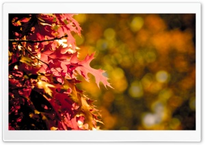 Autumn Bokeh Ultra HD Wallpaper for 4K UHD Widescreen desktop, tablet & smartphone