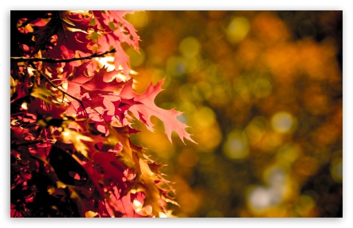 Autumn Bokeh UltraHD Wallpaper for Wide 16:10 5:3 Widescreen WHXGA WQXGA WUXGA WXGA WGA ; 8K UHD TV 16:9 Ultra High Definition 2160p 1440p 1080p 900p 720p ; UHD 16:9 2160p 1440p 1080p 900p 720p ; Standard 4:3 5:4 3:2 Fullscreen UXGA XGA SVGA QSXGA SXGA DVGA HVGA HQVGA ( Apple PowerBook G4 iPhone 4 3G 3GS iPod Touch ) ; Tablet 1:1 ; iPad 1/2/Mini ; Mobile 4:3 5:3 3:2 16:9 5:4 - UXGA XGA SVGA WGA DVGA HVGA HQVGA ( Apple PowerBook G4 iPhone 4 3G 3GS iPod Touch ) 2160p 1440p 1080p 900p 720p QSXGA SXGA ; Dual 5:4 QSXGA SXGA ;