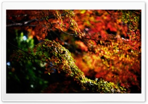Autumn Branches Ultra HD Wallpaper for 4K UHD Widescreen desktop, tablet & smartphone