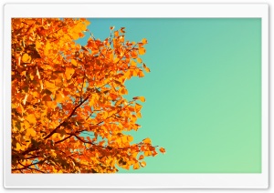 Autumn Colors Ultra HD Wallpaper for 4K UHD Widescreen desktop, tablet & smartphone