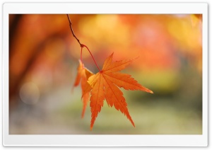 Autumn Colors Ultra HD Wallpaper for 4K UHD Widescreen desktop, tablet & smartphone