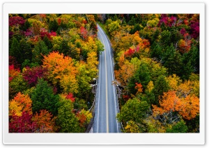 Autumn Colors Forest Road Ultra HD Wallpaper for 4K UHD Widescreen desktop, tablet & smartphone