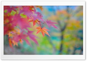 Autumn Colors In Japan Ultra HD Wallpaper for 4K UHD Widescreen desktop, tablet & smartphone