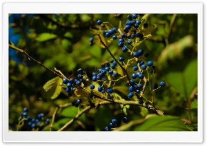 Autumn Colours   Berries Ultra HD Wallpaper for 4K UHD Widescreen desktop, tablet & smartphone