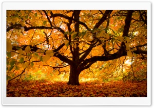 Autumn Colours under the Tree Ultra HD Wallpaper for 4K UHD Widescreen desktop, tablet & smartphone