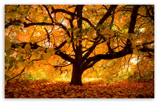 Autumn Colours under the Tree Ultra HD Desktop Background Wallpaper for 4K  UHD TV : Widescreen & UltraWide Desktop & Laptop : Tablet : Smartphone