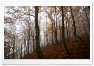 Autumn, Deciduous Forest, Trees, Fog Ultra HD Wallpaper for 4K UHD Widescreen desktop, tablet & smartphone