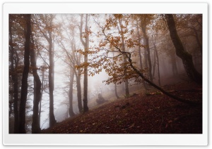Autumn, Deciduous Forest Trees, Foggy Ultra HD Wallpaper for 4K UHD Widescreen desktop, tablet & smartphone