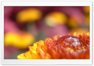 Autumn Drop Ultra HD Wallpaper for 4K UHD Widescreen desktop, tablet & smartphone