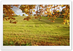 Autumn Field Branches Ultra HD Wallpaper for 4K UHD Widescreen desktop, tablet & smartphone