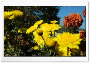 Autumn Flowers Ultra HD Wallpaper for 4K UHD Widescreen desktop, tablet & smartphone