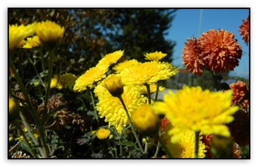 Autumn Flowers UltraHD Wallpaper for UHD 16:9 ; HD 16:9 ; Widescreen 16:10 ; Fullscreen 4:3 ;