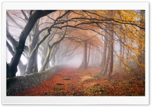Autumn Foggy Day Ultra HD Wallpaper for 4K UHD Widescreen desktop, tablet & smartphone