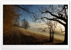 Autumn Foggy Morning Ultra HD Wallpaper for 4K UHD Widescreen desktop, tablet & smartphone