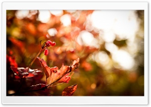 Autumn Foliage Bokeh Ultra HD Wallpaper for 4K UHD Widescreen desktop, tablet & smartphone