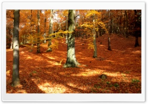 Autumn, Forest Ultra HD Wallpaper for 4K UHD Widescreen desktop, tablet & smartphone