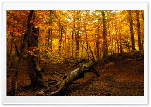 Autumn Forest Ultra HD Wallpaper for 4K UHD Widescreen desktop, tablet & smartphone