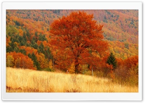 Autumn Forest Ultra HD Wallpaper for 4K UHD Widescreen desktop, tablet & smartphone