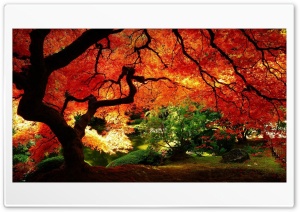 Autumn forest Ultra HD Wallpaper for 4K UHD Widescreen desktop, tablet & smartphone