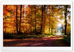 Autumn Forest 4K UHD Wallpaper for Widescreen and UltraWide Desktop, UltraHD TV, Smartphone, Tablet