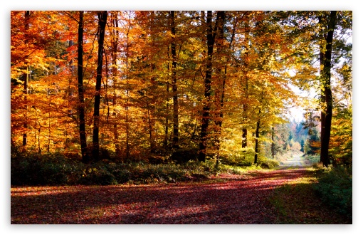 Autumn Forest UltraHD Wallpaper for UHD 16:9 ; HD 16:9 ; UltraWide 21:9 24:10 32:9 32:10 ; Widescreen 16:10 5:3 ; Fullscreen 4:3 5:4 3:2 ; Tablet 1:1 ; Mobile 9:16 9:19.5 9:20 10:16 2:3 3:5 3:4 ; Dual 16:10 5:3 16:9 4:3 5:4 3:2 ;