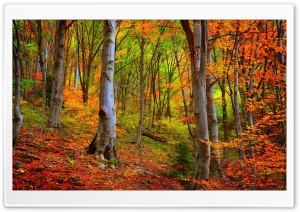 Autumn Forest, Foliage Ultra HD Wallpaper for 4K UHD Widescreen desktop, tablet & smartphone