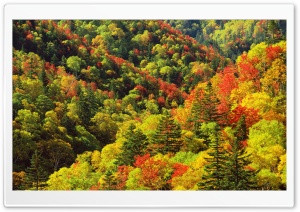 Autumn, Forest, Japan Ultra HD Wallpaper for 4K UHD Widescreen desktop, tablet & smartphone