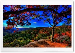 Autumn Forest Landscape Ultra HD Wallpaper for 4K UHD Widescreen desktop, tablet & smartphone