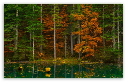 Autumn Forest Reflected in a Green Lake UltraHD Wallpaper for UHD 16:9 ; HD 16:9 ; UltraWide 21:9 24:10 32:9 32:10 ; Widescreen 16:10 ; Fullscreen 3:2 ; Tablet 1:1 ; Mobile 9:16 9:19.5 9:20 9:21 9:22 ; Dual 16:10 16:9 ;
