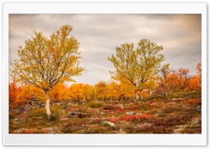 Autumn, Golden Trees, Finland, Fall Foliage, Seasonal Colors 4K UHD Wallpaper for Widescreen and UltraWide Desktop, UltraHD TV, Smartphone, Tablet