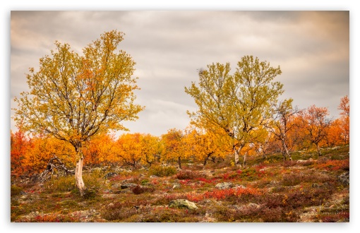 Autumn, Golden Trees, Finland, Fall Foliage, Seasonal Colors UltraHD Wallpaper for UHD 16:9 ; HD 16:9 ; Widescreen 16:10 5:3 ;