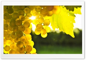 Autumn Grape Ultra HD Wallpaper for 4K UHD Widescreen desktop, tablet & smartphone