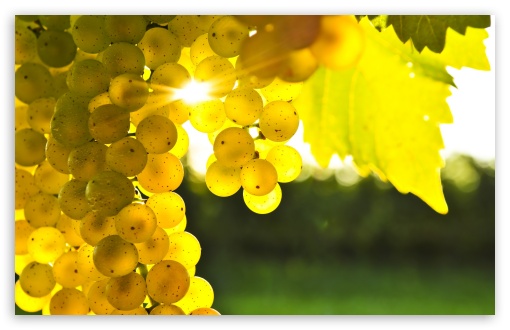 Autumn Grape UltraHD Wallpaper for UHD 16:9 ; HD 16:9 ; Widescreen 16:10 5:3 ; Fullscreen 4:3 5:4 3:2 ; Tablet 1:1 ; Mobile 3:5 3:4 ; Dual 5:4 ;