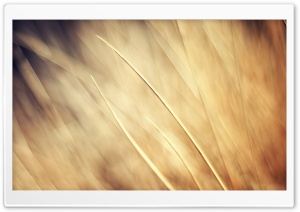 Autumn Grass Background Ultra HD Wallpaper for 4K UHD Widescreen desktop, tablet & smartphone