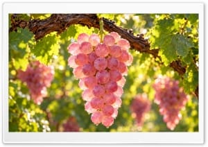 Autumn Harvest - Sunlit Macro Pink Grapes with Dewdrops 4K UHD Wallpaper for Widescreen and UltraWide Desktop, UltraHD TV, Smartphone, Tablet