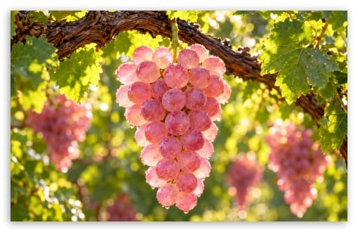 Autumn Harvest - Sunlit Macro Pink Grapes with Dewdrops UltraHD Wallpaper for UHD 16:9 ; HD 16:9 ; Widescreen 16:10 ; Tablet 1:1 ; Mobile 9:16 ;