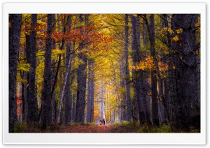 Autumn, Hike, Tall Trees, Forest 4K UHD Wallpaper for Widescreen and UltraWide Desktop, UltraHD TV, Smartphone, Tablet