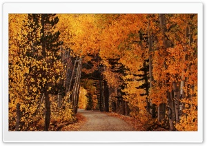 Autumn in California Ultra HD Wallpaper for 4K UHD Widescreen desktop, tablet & smartphone