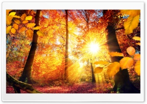 Autumn in Germany Ultra HD Wallpaper for 4K UHD Widescreen desktop, tablet & smartphone