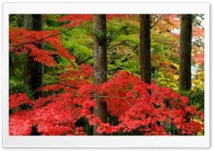 Autumn in Japan Ultra HD Wallpaper for 4K UHD Widescreen desktop, tablet & smartphone